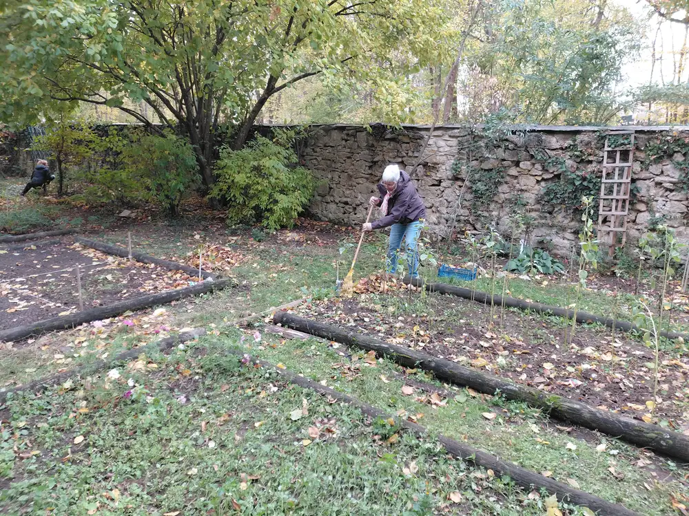 Bénévole ratissant entre les parcelles devant le mur de pierre